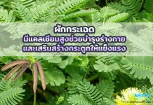 ผักกระเฉด แคลเซียมสูง บำรุงร่างกายและเสริมสร้างกระดูก ผักกระเฉด มีแคลเซียมสูง ช่วยบำรุงร่างกายและเสริมสร้างกระดูกให้แข็งแรง