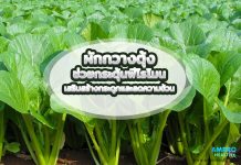 ผักกวางตุ้ง ช่วยกระตุ้นฟีโรโมน เสริมสร้างกระดูกและลดความอ้วน ผักกวางตุ้ง ช่วยกระตุ้นฟีโรโมน เสริมสร้างกระดูกและลดความอ้วน