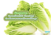 ผักกาดขาว ผักยอดนิยมทั่วไป มีกากใยสูง ช่วยย่อยอาหารและแก้อาการท้องผูก ผักกาดขาว ผักยอดนิยมทั่วไป มีกากใยสูง ช่วยย่อยอาหารและแก้อาการท้องผูก