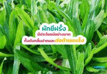 ผักชีฝรั่ง มีประโยชน์อย่างมาก ทั้งดับกลิ่นปากและต่อต้านมะเร็ง ผักชีฝรั่ง มีประโยชน์อย่างมาก ทั้งดับกลิ่นปากและต่อต้านมะเร็ง