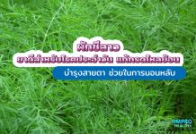 ผักชีลาว ยาดี แก้กรดไหลย้อน บำรุงสายตา ช่วยในการนอนหลับ ผักชีลาว ยาดีสำหรับโรคประจำวัน แก้กรดไหลย้อน บำรุงสายตา ช่วยในการนอนหลับ