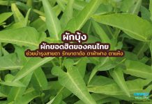 ผักบุ้ง ผักยอดฮิตคนไทย บำรุงสายตา รักษาตาต้อ ตาฝ้าฟาง ตาแห้ง ผักบุ้ง ผักยอดฮิตของคนไทย ช่วยบำรุงสายตา รักษาตาต้อ ตาฝ้าฟาง ตาแห้ง