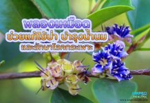 พลองเหมือด ช่วยแก้ไข้ป่า บำรุงน้ำนมและรักษาโรคกระเพาะ พลองเหมือด ช่วยแก้ไข้ป่า บำรุงน้ำนมและรักษาโรคกระเพาะ