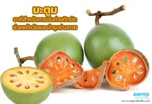 มะตูม ยาดีสำหรับการขับถ่ายติดขัด ช่วยแก้หวัดและบำรุงร่างกาย มะตูม ยาดีสำหรับการขับถ่ายติดขัด ช่วยแก้หวัดและบำรุงร่างกาย