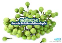 มะเขือพวง ต้านมะเร็ง ต้านไวรัส ลดไขมันและบำรุงไต มะเขือพวง ต้านมะเร็ง ต้านไวรัส ลดไขมันและบำรุงไต