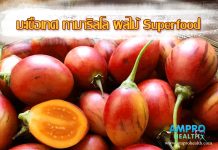 มะเขือเทศต้นทามาริลโล่ ผลไม้Superfood ป้องกันนิ้วในไตและต้านมะเร็ง มะเขือเทศต้นทามาริลโล่ ผลไม้Superfood ป้องกันนิ้วในไตและต้านมะเร็ง
