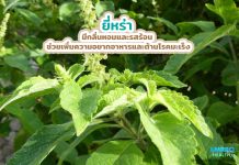 ยี่หร่า มีกลิ่นหอมและรสร้อน ช่วยเพิ่มความอยากอาหารและต้านโรคมะเร็ง ยี่หร่า มีกลิ่นหอมและรสร้อน ช่วยเพิ่มความอยากอาหารและต้านโรคมะเร็ง