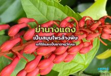 ย่านางแดง เป็นสมุนไพรล้างพิษ แก้ไข้และเป็นยาอายุวัฒนะ ย่านางแดง เป็นสมุนไพรล้างพิษ แก้ไข้และเป็นยาอายุวัฒนะ