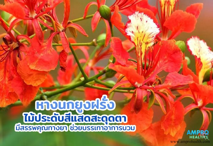 หางนกยูงฝรั่ง ไม้ประดับสีแสดสะดุดตา มีสรรพคุณทางยา ช่วยบรรเทาอาการบวม