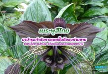 เนระพูสีไทย ยาบำรุงกำลังทางเพศชั้นดีของท่านชาย ช่วยแก้อาการอักเสบ แก้ปวดและสรรพคุณอีกมากมาย เนระพูสีไทย ยาบำรุงกำลังทางเพศชั้นดีของท่านชาย ช่วยแก้อาการอักเสบ แก้ปวดและสรรพคุณอีกมากมาย