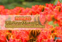 แคแสด ไม้ยืนต้นดอกสีส้มสะดุดตา เป็นไม้ปลูกประดับที่ช่วยรักษาแผลเรื้อรังต่าง ๆ แคแสด ไม้ยืนต้นดอกสีส้มสะดุดตา เป็นไม้ปลูกประดับที่ช่วยรักษาแผลเรื้อรังต่าง ๆ