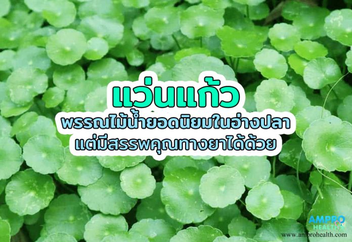 แว่นแก้ว พรรณไม้น้ำยอดนิยมในอ่างปลา แต่มีสรรพคุณทางยาได้ด้วย