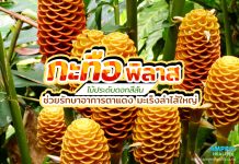 กะทือพิลาส ไม้ประดับดอกสีสัน ช่วยรักษาอาการตาแดง มะเร็งลำไส้ใหญ่ กะทือพิลาส ไม้ประดับดอกสีสัน ช่วยรักษาอาการตาแดง มะเร็งลำไส้ใหญ่