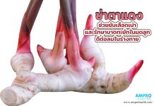 ข่าตาแดง ช่วยขับเลือดเน่าและรักษาบาดทะยักในมดลูก ดีต่อลมในร่างกาย ข่าตาแดง ช่วยขับเลือดเน่าและรักษาบาดทะยักในมดลูก ดีต่อลมในร่างกาย