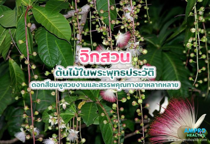 จิกสวน ต้นไม้ในพระพุทธประวัติ ดอกสีชมพูสวยงามและสรรพคุณทางยาหลากหลาย