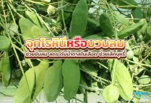 จุกโรหินีหรือบวบลม ช่วยขับลม ลดระดับน้ำตาลในเลือด ช่วยเลิกบุหรี่ จุกโรหินี หรือบวบลม ช่วยขับลม ลดระดับน้ำตาลในเลือด ช่วยเลิกบุหรี่