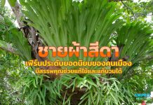 ชายผ้าสีดา เฟิร์นประดับยอดนิยมของคนเมือง มีสรรพคุณช่วยแก้ไข้และแก้บวมได้ ชายผ้าสีดา เฟิร์นประดับยอดนิยมของคนเมือง มีสรรพคุณช่วยแก้ไข้และแก้บวมได้