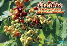 ชำมะเลียง ช่วยแก้ไข้ แก้ท้องเสีย แก้อาการกระสับกระส่าย ชำมะเลียง ช่วยแก้ไข้ แก้ท้องเสีย แก้อาการกระสับกระส่าย