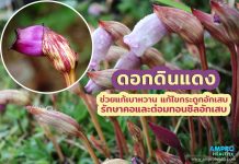 ดอกดินแดง ช่วยแก้เบาหวาน แก้ไขกระดูกอักเสบ รักษาคอและต่อมทอนซิลอักเสบ ดอกดินแดง ช่วยแก้เบาหวาน แก้ไขกระดูกอักเสบ รักษาคอและต่อมทอนซิลอักเสบ