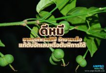 ดีหมี ยาสมุนไพรแก้ไข้ รักษามะเร็ง แก้ตับอักเสบหรือตับพิการได้ ดีหมี ยาสมุนไพรแก้ไข้ รักษามะเร็ง แก้ตับอักเสบหรือตับพิการได้