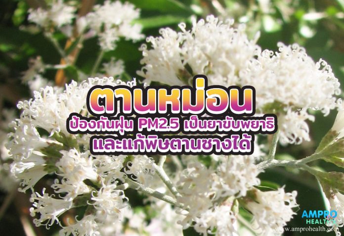 ตานหม่อน ป้องกันฝุ่น PM2.5 เป็นยาขับพยาธิและแก้พิษตานซางได้