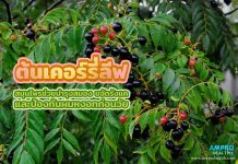 ต้นเคอร์รี่ลีฟ บำรุงสมอง ขจัดรังแค และป้องกันผมหงอกก่อนวัย ต้นเคอร์รี่ลีฟ สมุนไพรช่วยบำรุงสมอง ขจัดรังแค และป้องกันผมหงอกก่อนวัย