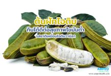 ต้นฝักไอติม กินได้ดีต่อสุขภาพไขมันต่ำ รสชาติเหมือนไอติมวานิลา ต้นฝักไอติม กินได้ดีต่อสุขภาพไขมันต่ำ รสชาติเหมือนไอติมวานิลา