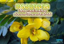 ทรงบาดาล ไม้มงคลสีเหลือง เป็นยาแก้ไข้และแก้สะอึกได้