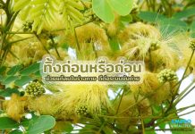 ทิ้งถ่อน หรือ “ถ่อน” ช่วยแก้ลมในร่างกาย ดีต่อระบบขับถ่าย ทิ้งถ่อน หรือ “ถ่อน” ช่วยแก้ลมในร่างกาย ดีต่อระบบขับถ่าย