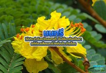 นนทรี ไม้ประจำจังหวัดนนทบุรี มีเปลือกต้นเป็นยา แก้ท้องเสียและช่วยขับประจำเดือน