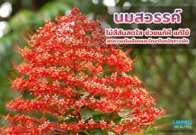 นมสวรรค์ ไม้สีสันสดใส ช่วยแก้ฝี แก้ไข้ ลดความดันเลือดและรักษาโรคปัสสาวะขัด นมสวรรค์ ไม้สีสันสดใส ช่วยแก้ฝี แก้ไข้ ลดความดันเลือดและรักษาโรคปัสสาวะขัด