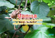 ปอทะเล ไม้ยืนต้นแถบป่าชายเลน ช่วยแก้ไข้ แก้หูอักเสบ แก้หลอดลมอักเสบ ปอทะเล ไม้ยืนต้นแถบป่าชายเลน ช่วยแก้ไข้ แก้หูอักเสบ แก้หลอดลมอักเสบ