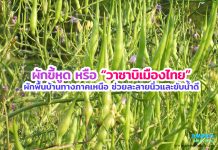 ผักขี้หูด หรือ “วาซาบิเมืองไทย” ผักพื้นบ้านทางภาคเหนือ ช่วยละลายนิ่วและขับน้ำดี ผักขี้หูด หรือ “วาซาบิเมืองไทย” ผักพื้นบ้านทางภาคเหนือ ช่วยละลายนิ่วและขับน้ำดี