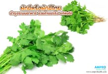 ผักชีหรือผักชีไทย บำรุงระบบอาหาร ช่วยต้านมะเร็ง แก้พิษไข้ ผักชีหรือผักชีไทย บำรุงระบบอาหาร ช่วยต้านมะเร็ง แก้พิษไข้