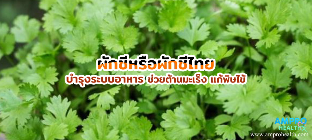 ผักชีหรือผักชีไทย บำรุงระบบอาหาร ช่วยต้านมะเร็ง แก้พิษไข้