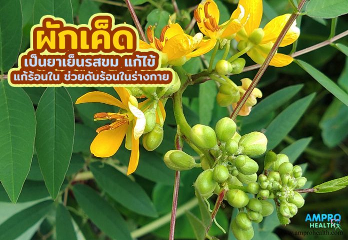 ผักเค็ด เป็นยาเย็นรสขม แก้ไข้ แก้ร้อนใน ช่วยดับร้อนในร่างกาย