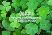 ผักแว่น ดอกเป็นแฉกโดดเด่น ช่วยบำรุงสายตาและเป็นยาทาภายนอก ผักแว่น ดอกเป็นแฉกโดดเด่น ช่วยบำรุงสายตาและเป็นยาทาภายนอก