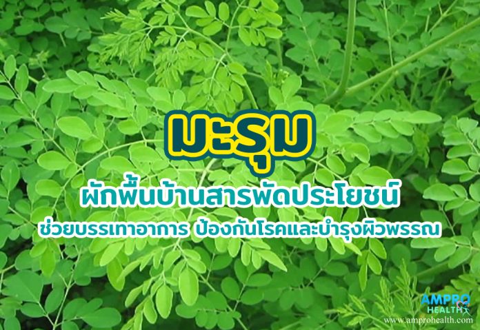 มะรุม ผักพื้นบ้านสารพัดประโยชน์ ช่วยบรรเทาอาการ ป้องกันโรคและบำรุงผิวพรรณ