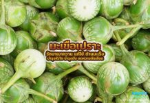 มะเขือเปราะ รักษาเบาหวาน แก้ไข้ ต้านมะเร็ง บำรุงหัวใจ บำรุงตับ ลดความดันเลือด มะเขือเปราะ รักษาเบาหวาน แก้ไข้ ต้านมะเร็ง บำรุงหัวใจ บำรุงตับ ลดความดันเลือด