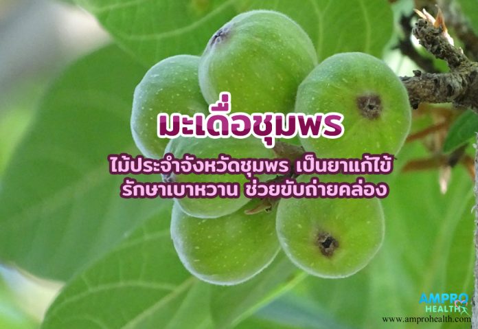 มะเดื่อชุมพร