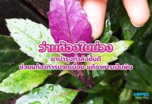 ว่านท้องใบม่วง ยาบำรุงกำลังชั้นดี ช่วยแก้อาการปวดเมื่อย แก้อาหารเป็นพิษ ว่านท้องใบม่วง ยาบำรุงกำลังชั้นดี ช่วยแก้อาการปวดเมื่อย แก้อาหารเป็นพิษ