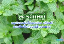 สะระแหน่ สมุนไพรรสจัดที่ช่วยดับร้อน แก้พิษไข้ และมีกลิ่นหอมคล้ายมะนาว สะระแหน่ สมุนไพรรสจัดที่ช่วยดับร้อน แก้พิษไข้ และมีกลิ่นหอมคล้ายมะนาว