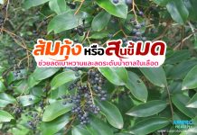 ส้มกุ้ง หรือสนขี้มด ช่วยลดเบาหวานและลดระดับน้ำตาลในเลือด ส้มกุ้ง หรือสนขี้มด ช่วยลดเบาหวานและลดระดับน้ำตาลในเลือด