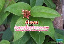 ส้มลม ต้นรสเปรี้ยวใช้แทนมะขาม เป็นยาสมุนไพรพื้นบ้านของชาวอุบลราชธานี ส้มลม ต้นรสเปรี้ยวใช้แทนมะขาม เป็นยาสมุนไพรพื้นบ้านของชาวอุบลราชธานี