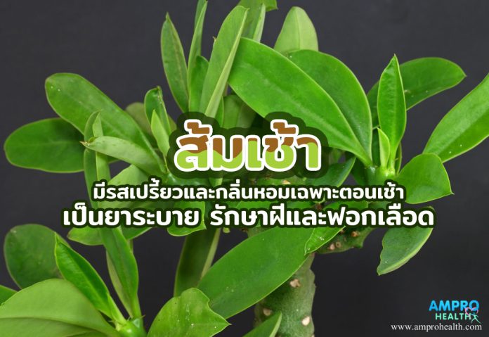 ส้มเช้า มีรสเปรี้ยวและกลิ่นหอมเฉพาะตอนเช้า เป็นยาระบาย รักษาฝีและฟอกเลือด