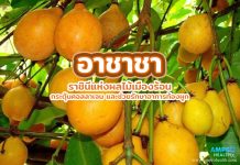 อาชาชา ราชินีแห่งผลไม้เมืองร้อน กระตุ้นคอลลาเจน และช่วยรักษาอาการท้องผูก อาชาชา ราชินีแห่งผลไม้เมืองร้อน กระตุ้นคอลลาเจน และช่วยรักษาอาการท้องผูก