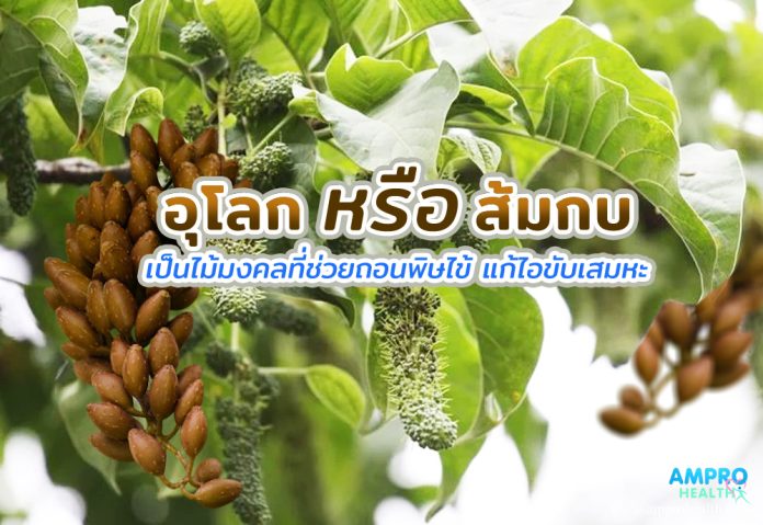 อุโลก หรือ “ส้มกบ” เป็นไม้มงคลที่ช่วยถอนพิษไข้ แก้ไอ ขับเสมหะ