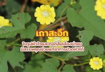 เถาสะอึก ใบรูปหัวใจและดอกสีเหลืองน่าชม มีสรรพคุณช่วยแก้อาการปวดหัวได้ สะอึก