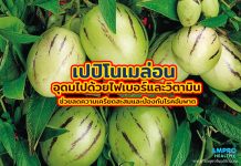 เปปิโนเมล่อน อุดมไปด้วยไฟเบอร์และวิตามิน ช่วยลดความเครียดสะสมและป้องกันโรคอัมพาต เปปิโนเมล่อน อุดมไปด้วยไฟเบอร์และวิตามิน ช่วยลดความเครียดสะสมและป้องกันโรคอัมพาต