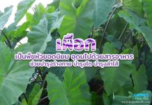 เผือก เป็นพืชหัวยอดนิยม อุดมไปด้วยสารอาหาร ช่วยบำรุงร่างกาย บำรุงไต บำรุงลำไส้ เผือก เป็นพืชหัวยอดนิยม อุดมไปด้วยสารอาหาร ช่วยบำรุงร่างกาย บำรุงไต บำรุงลำไส้